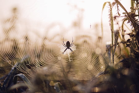 selective focus photography of Argiope aurantia spider on web thumbnail
