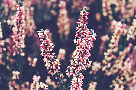 pink and red flower on closeup photography thumbnail