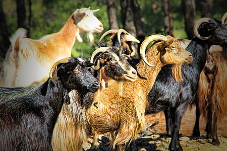 herd of goats thumbnail