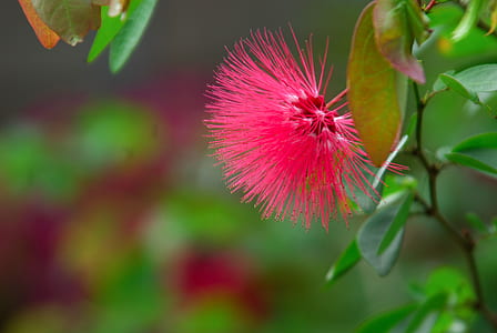 pink bottle brush flower thumbnail