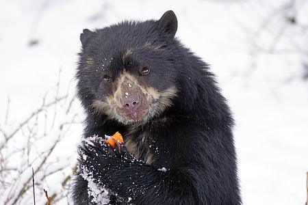 black and brown bear eating fruits on snowfield thumbnail