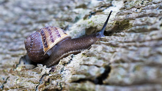 brown and beige snail on trunk thumbnail