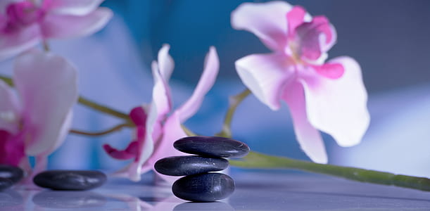 pink flower and stones photo thumbnail