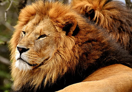 brown lion thumbnail