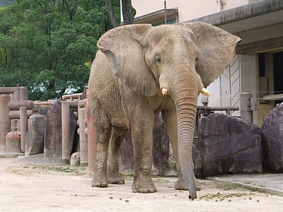 Elephant thumbnail