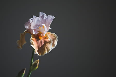 Iris Flower In Sun Photo thumbnail
