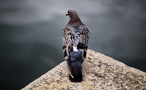 black and brown bird standing on cliff thumbnail