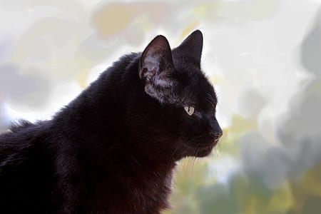 photo of black cat thumbnail