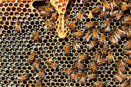 Top View of Bees Putting Honey thumbnail