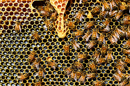 swarm of bees on honeycomb thumbnail
