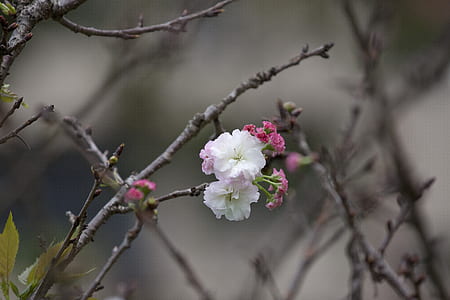 white petaled flowers thumbnail