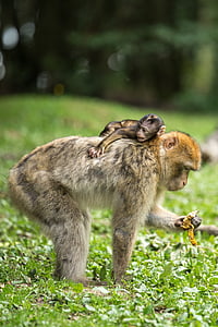 bokeh shot of two brown monkeys thumbnail