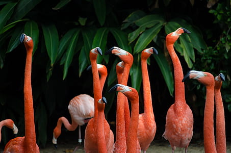 group of flamingos near green trees thumbnail