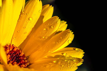 yellow daisy flower thumbnail