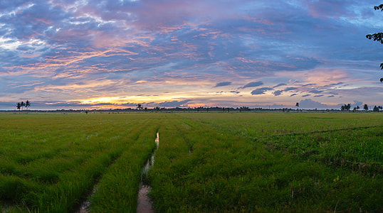 field of green grass during nighttime thumbnail
