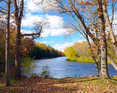 withered trees near river under white clouds and blue sky thumbnail