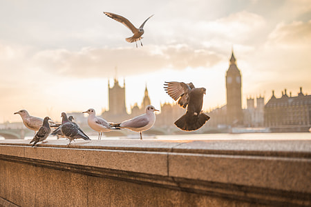 Flying Birds in London thumbnail