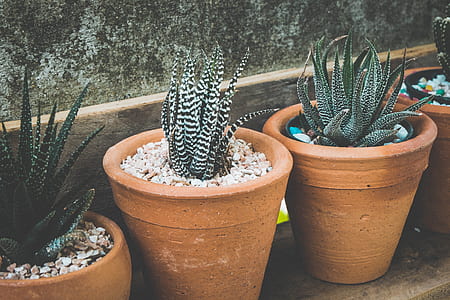 three plants in brown pots thumbnail