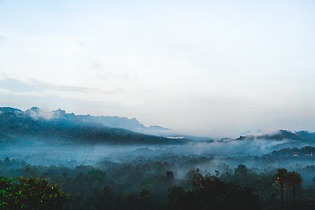 trees surrounded by clouds thumbnail