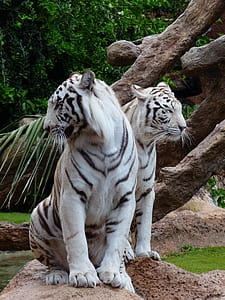 wildlife photo of two albino tigers thumbnail