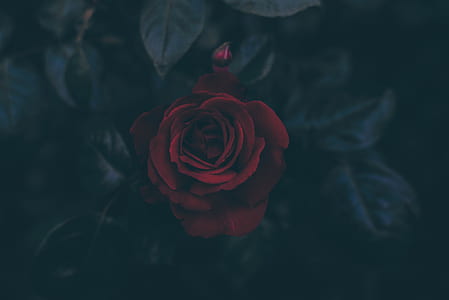 red rse thumbnail