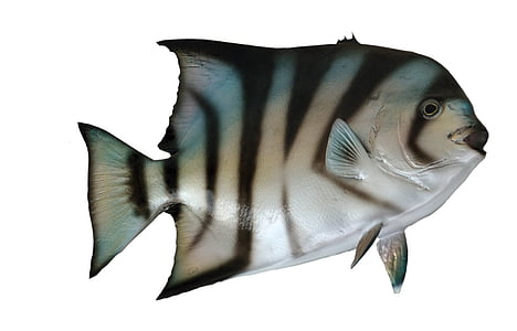 black and gray fish illustration thumbnail