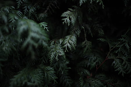 closeup photo of cypress tree thumbnail