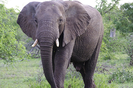 photography of elephant near green leaf plant at daytime thumbnail