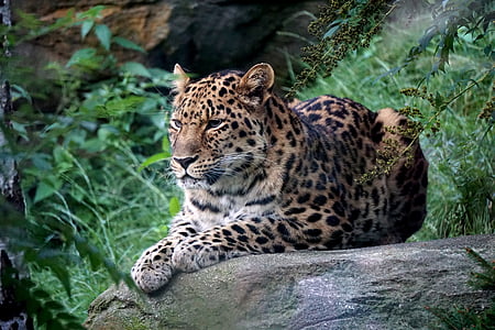 leopard resting on gray rock thumbnail