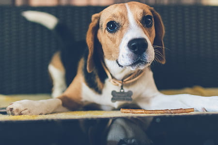 tricolor beagle on white textile thumbnail