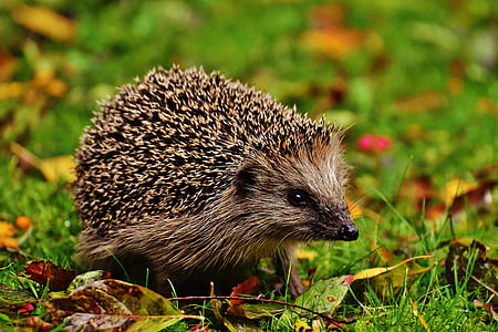 beige hedgehog on green grass at daytime thumbnail