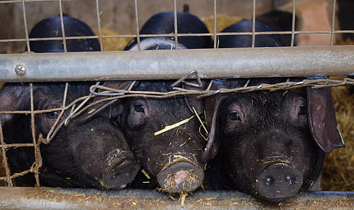 shallow focus photo of pigs thumbnail
