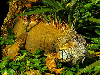 brown iguana on grasses thumbnail