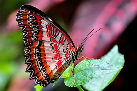 Madagascar sunset moth thumbnail
