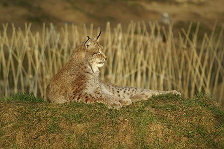 selective focus wildlife photography of bobcat thumbnail