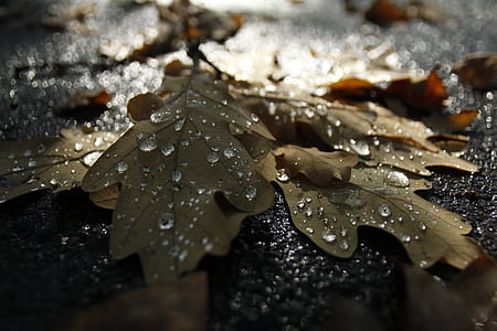 withered leaf with water droplets thumbnail