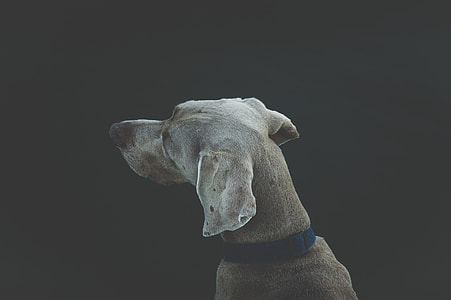 tan short-coated medium-sized dog thumbnail