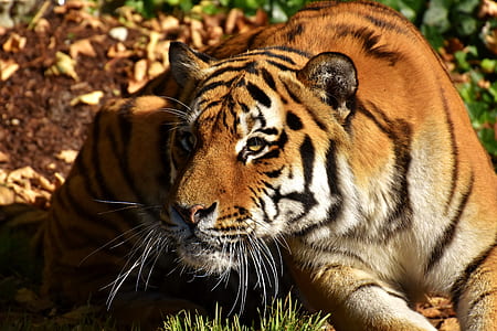 brown tiger on green grass thumbnail