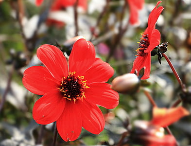 shallow focus photography of red flower thumbnail