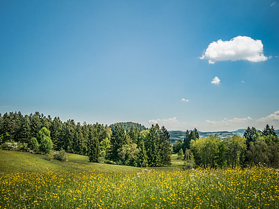 yellow petaled flower field near trees thumbnail