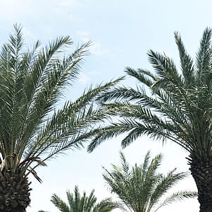 Photo of Palm Leaves thumbnail