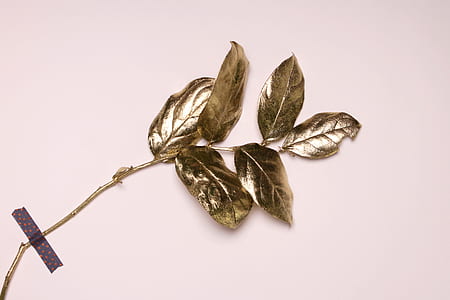 shallow focus of silver leaves thumbnail