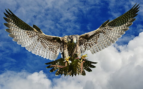 eagle flying on sky thumbnail