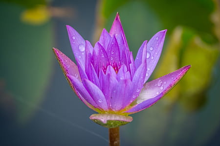 Bloomed Purple Petal Flowers With Dewdrops thumbnail