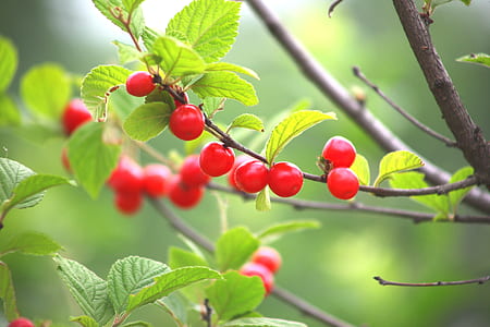 red cherries in shallow focus photography thumbnail