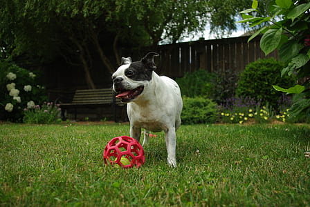 white and black French bulldog playing with red ball on grass field thumbnail