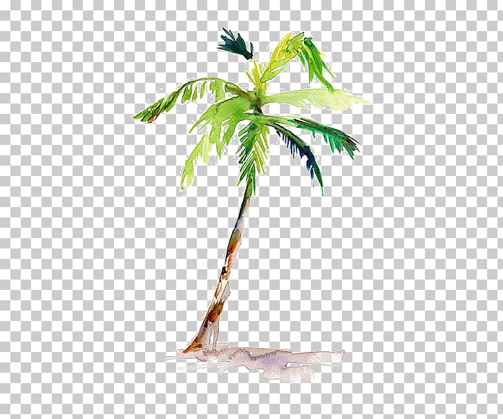 Watercolor Painting Arecaceae Drawing Coconut Tree Green Palm Tree Illustration Png Clipart Free Cliparts Uihere