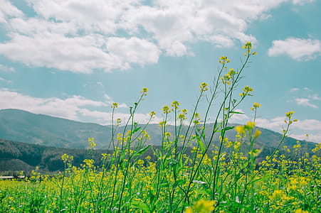 Low Angle Photography of Nature Under Cloudy Sky thumbnail