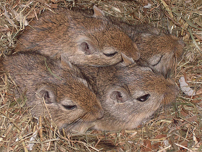 four brown rodents on the grounds thumbnail