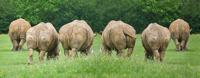 six rhino on grass field thumbnail